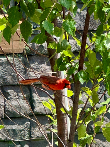 Northern Cardinal observed by lemon-drop