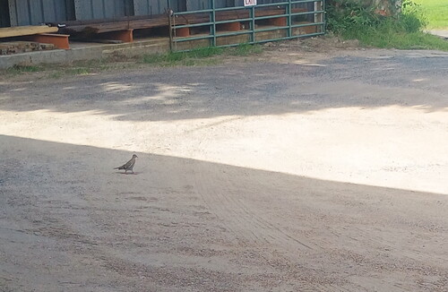 White-winged Dove observed by greg369