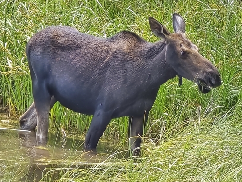 Moose observed by mikhail44257