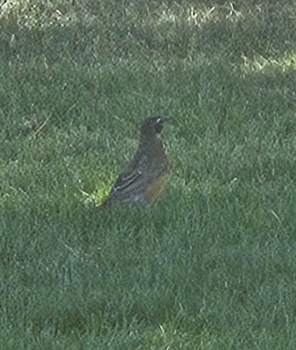 American Robin observed by falconheart