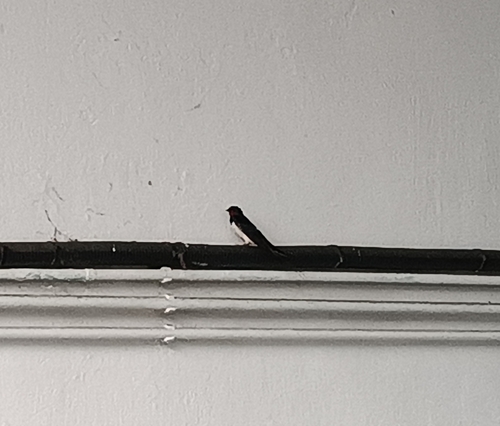 Golondrina común observed by antoniotorralba