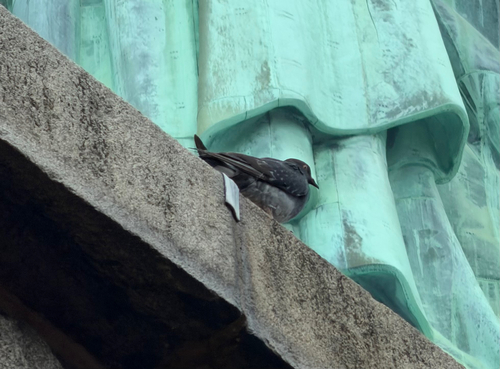 Rock Pigeon observed by wisquijack