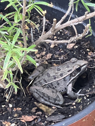 Southern Leopard Frog observed by pwick