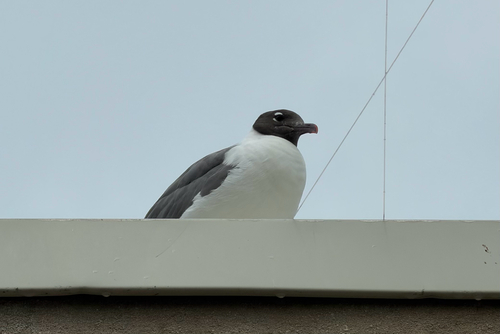 Laughing Gull observed by wisquijack