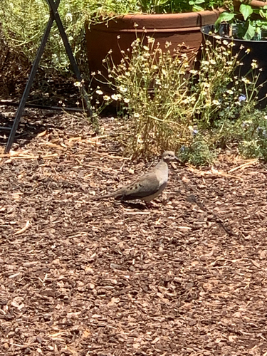 Mourning Dove observed by robyn15