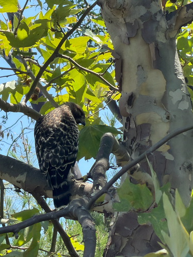 Red-shouldered Hawk observed by erini_galatis
