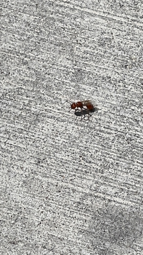 Red Harvester Ant
