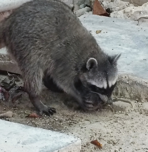 Mapache observed by naturalista_cecilia