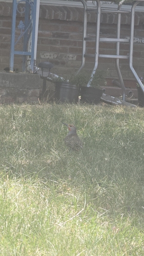 Northern Flicker observed by msmarisarenee