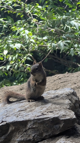 American Red Squirrel observed by alexsitz