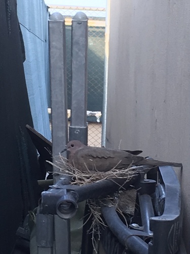 Laughing Dove