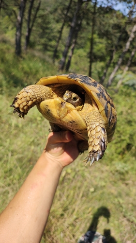 Greek Tortoise