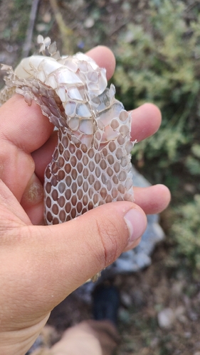 Caspian Whipsnake