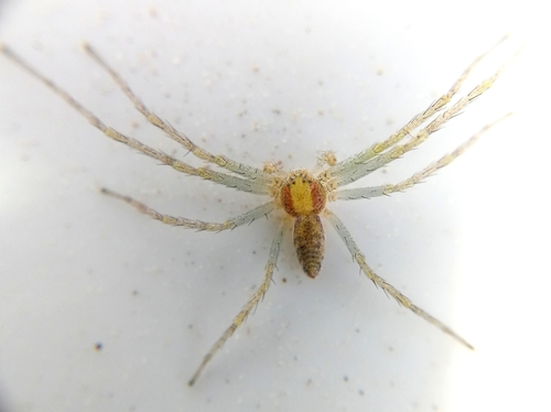 Philodromus albidus