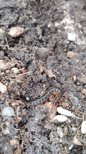 Mediterranean Banded Centipede