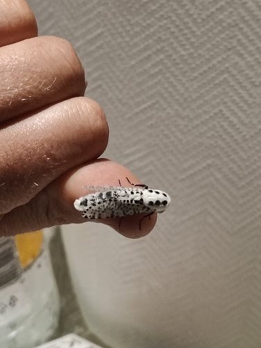 Wood Leopard Moth