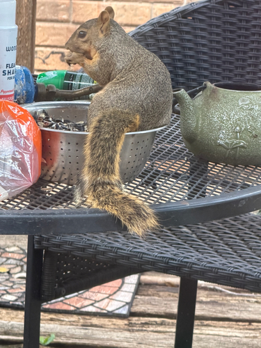 Eastern Fox Squirrel observed by midnightmass