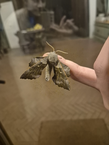 Poplar Hawkmoth