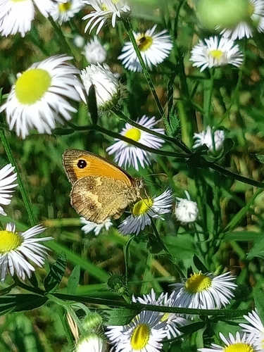 Gatekeeper