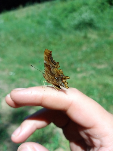 European Comma