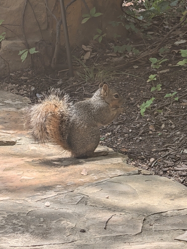 Eastern Fox Squirrel observed by eeks_me