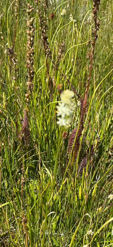iNaturalist observation photo of western false asphodel