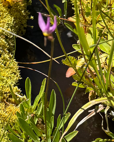 iNaturalist observation photo of alpine shooting star