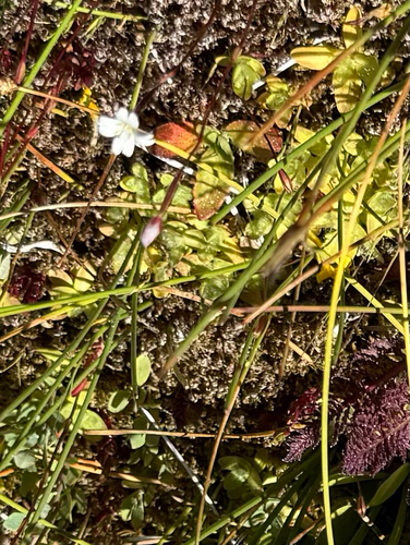 iNaturalist observation photo of willowherbs