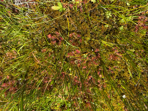 iNaturalist observation photo of round-leaved sundew