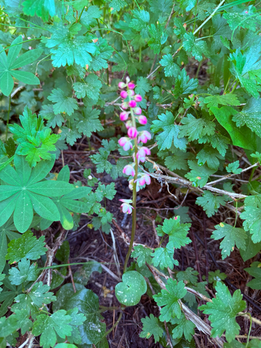 iNaturalist observation photo of bog wintergreen