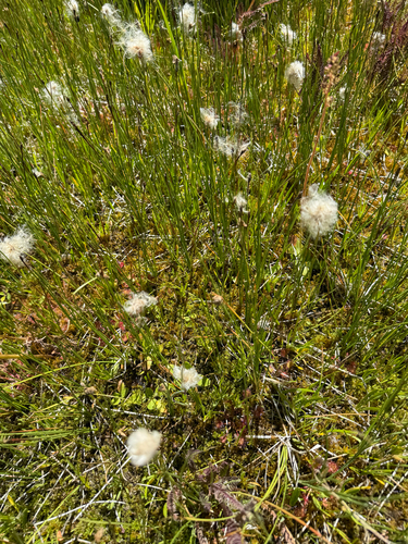 iNaturalist observation photo of slender cottongrass