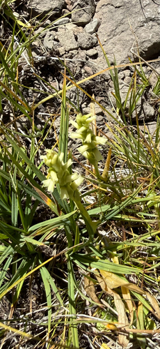 iNaturalist observation photo of Ladies'-tresses