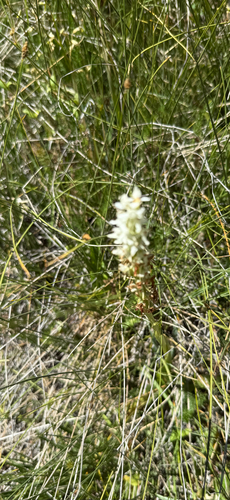 iNaturalist observation photo of white bog orchid