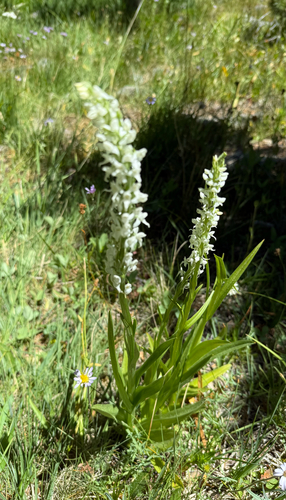 iNaturalist observation photo of white bog orchid