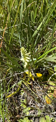iNaturalist observation photo of Hooded Ladies' Tresses