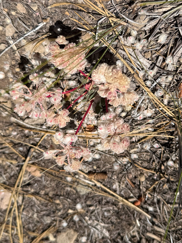 iNaturalist observation photo of One-seeded Pussypaws