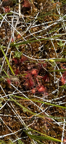 iNaturalist observation photo of round-leaved sundew