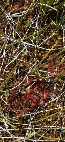 iNaturalist observation photo of round-leaved sundew