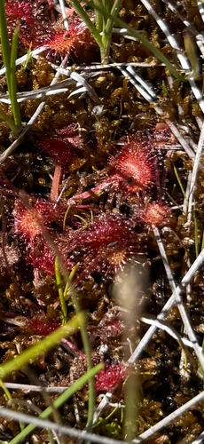 iNaturalist observation photo of round-leaved sundew