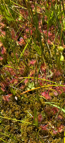 iNaturalist observation photo of round-leaved sundew