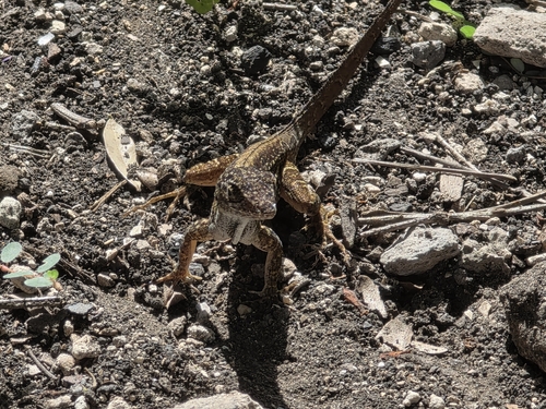 Brown Anole