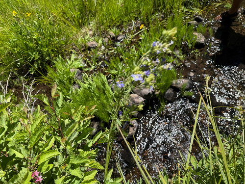 iNaturalist observation photo of western Jacob's ladder