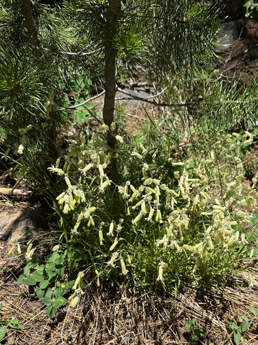 iNaturalist observation photo of Douglas' Catchfly