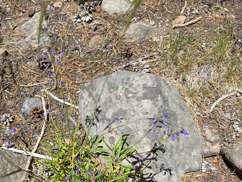 iNaturalist observation photo of Slender Beardtongue