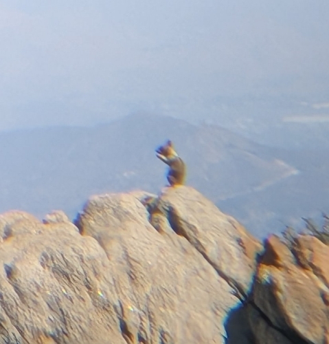 California Ground Squirrel observed by ellywedge