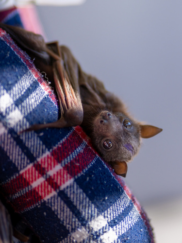 Little Red Flying-fox