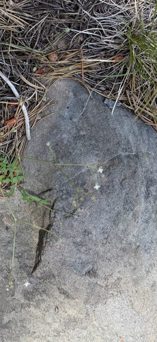 iNaturalist observation photo of milk kelloggia