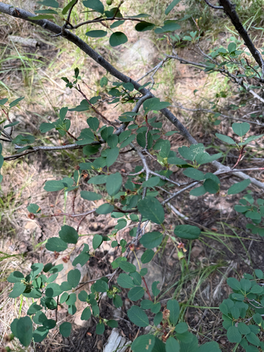 iNaturalist observation photo of Utah Serviceberry