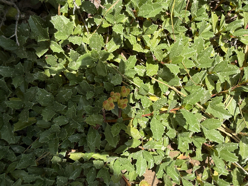 iNaturalist observation photo of Mahala mat