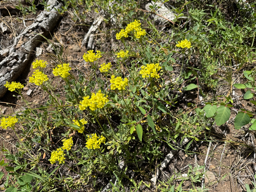 iNaturalist observation photo of sulfur buckwheat